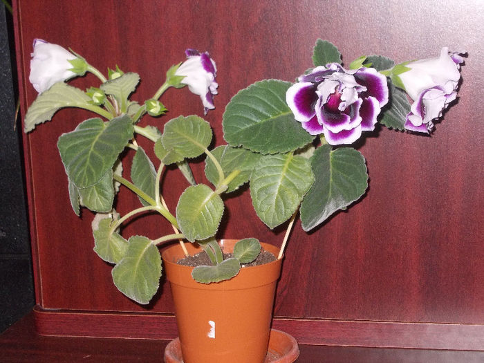 DSCN9285_4742 - Florile mele