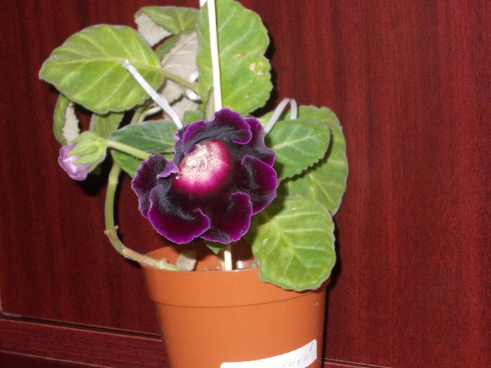 DSCN9289_4746 - Florile mele