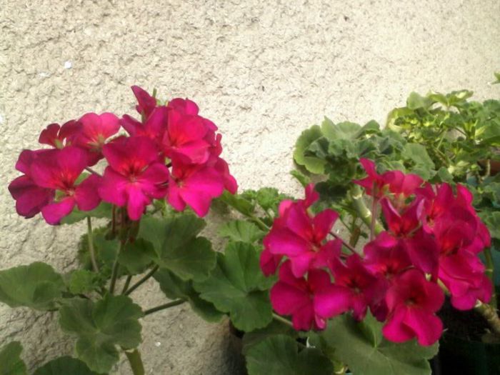zonal violet