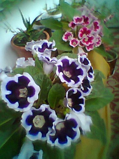 Fotogr.0697 - Gloxinii