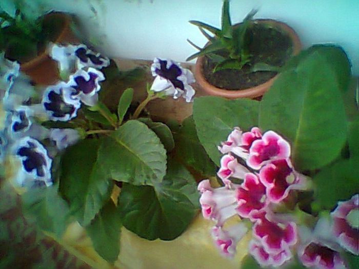 Fotogr.0695 - Gloxinii