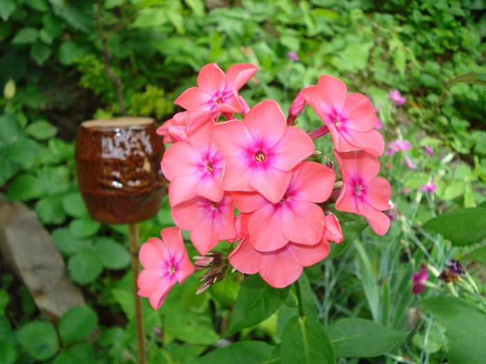 1.07.2013 Phlox  paniculata Brigadier - Phlox