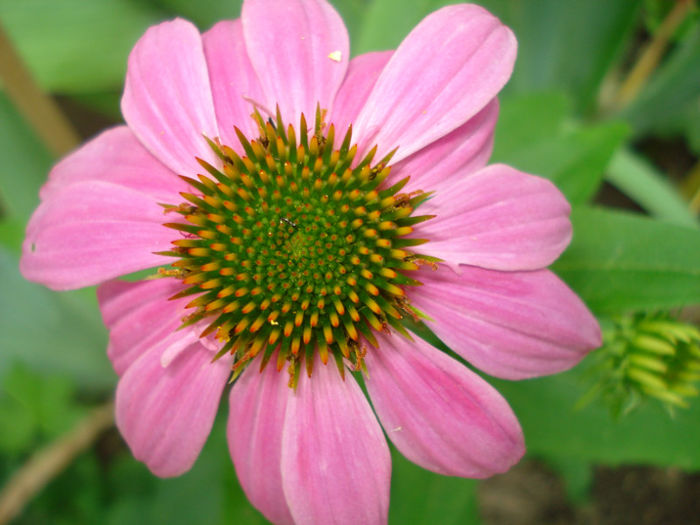 Echinaceea purpurea PowWow Wild