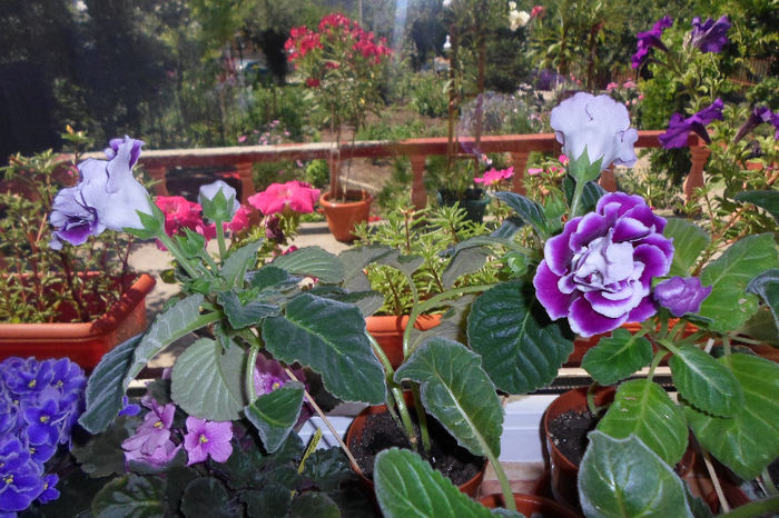 SAM_0646 - Florile mele