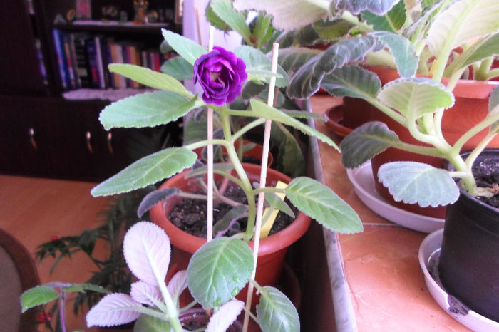 SAM_0649 - Florile mele