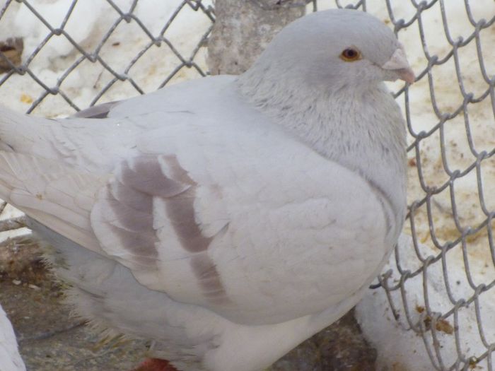 P1000229 - Porumbei Argintii masculi
