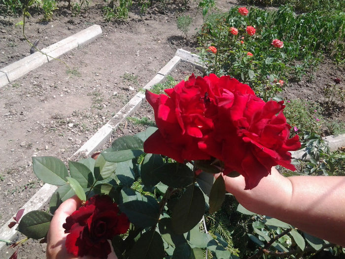 20130628_140845 - Florile mele