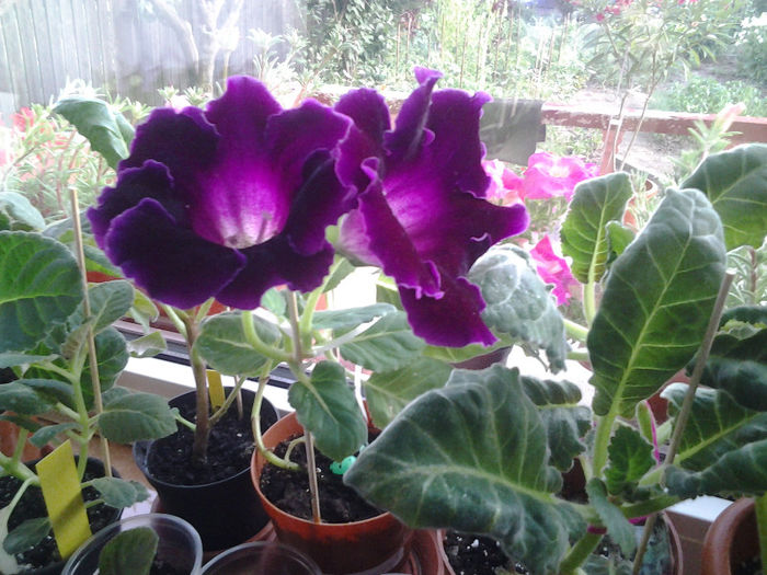 20130627_185247 - Florile mele