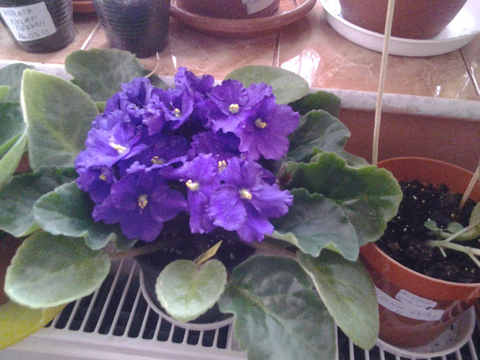 20130627_185311 - Florile mele