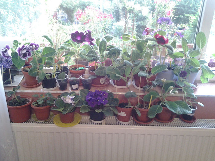 20130627_185508 - Florile mele