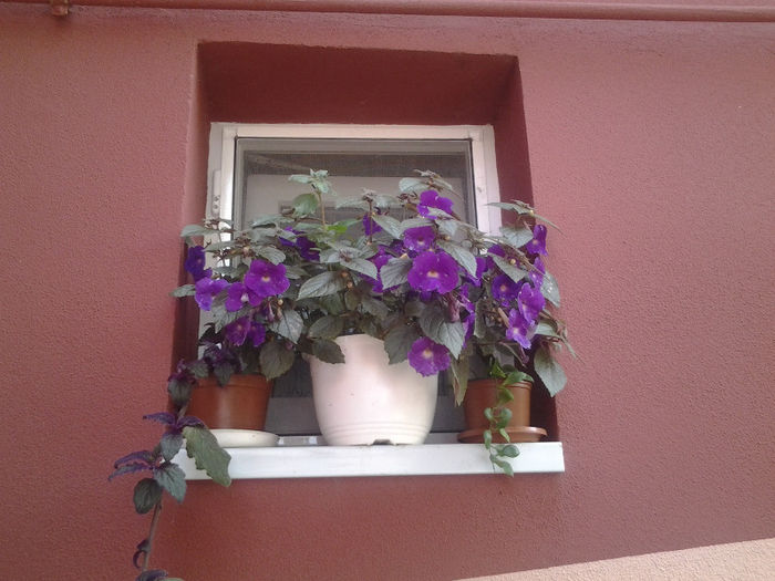 20130628_140316 - Florile mele