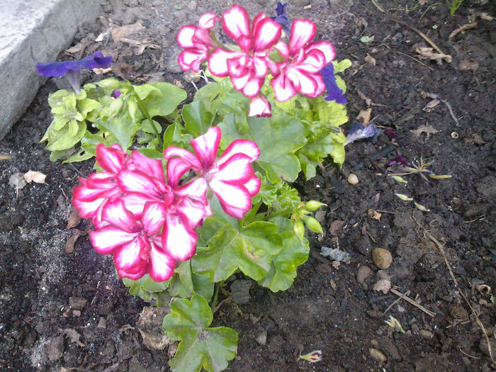 muscata din gradina - muscate