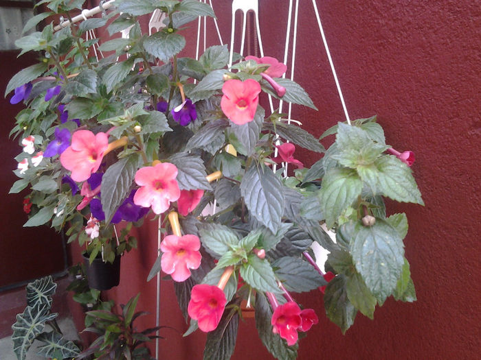 20130628_140355 - Florile mele