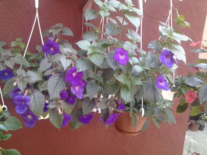 20130628_140402 - Florile mele