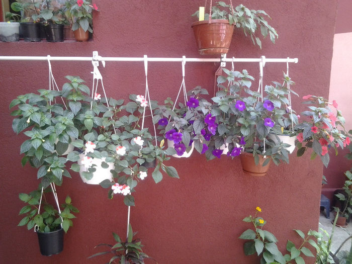 20130628_140409 - Florile mele