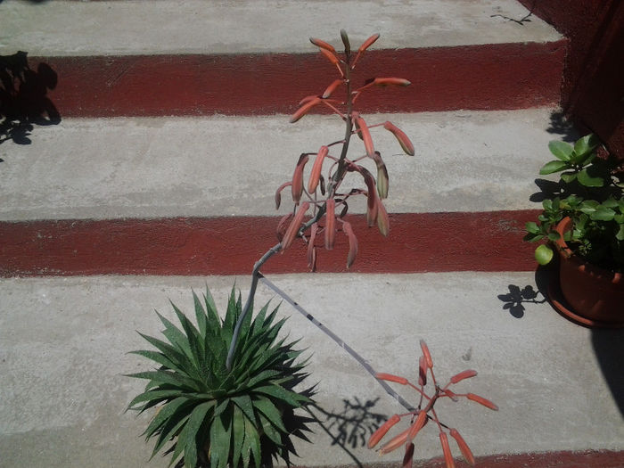 20130628_140529 - Florile mele