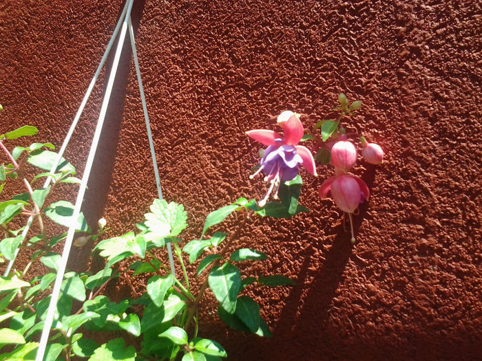 20130628_140546 - Florile mele