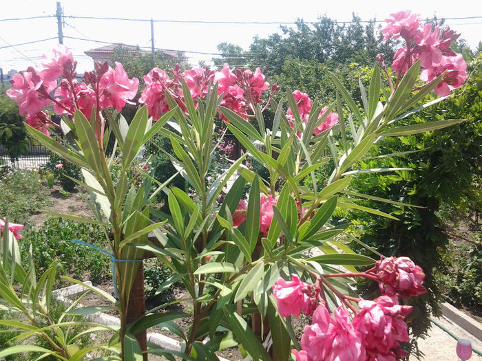 20130628_140803 - Florile mele