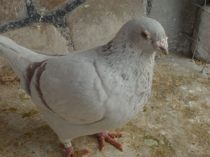 P1000487 - Porumbei Argintii masculi