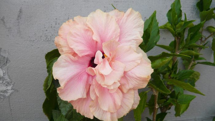 Picture 4259 - x 2013 Hibiscus rosa sinesis