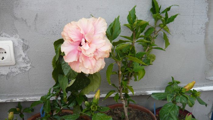 Picture 4258 - x 2013 Hibiscus rosa sinesis