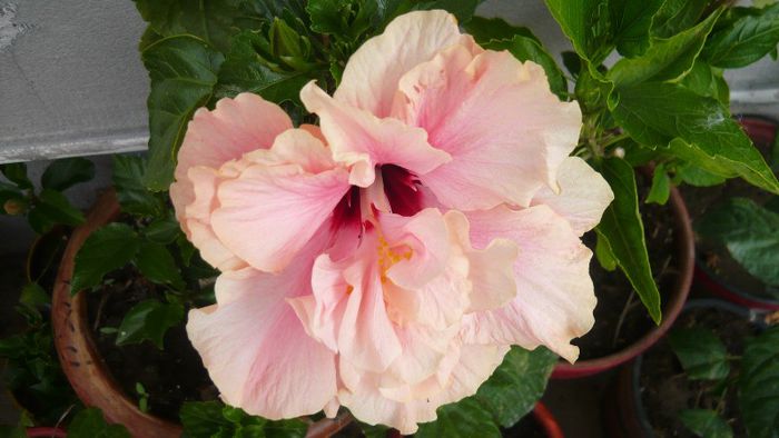 Picture 4327 - x 2013 Hibiscus rosa sinesis