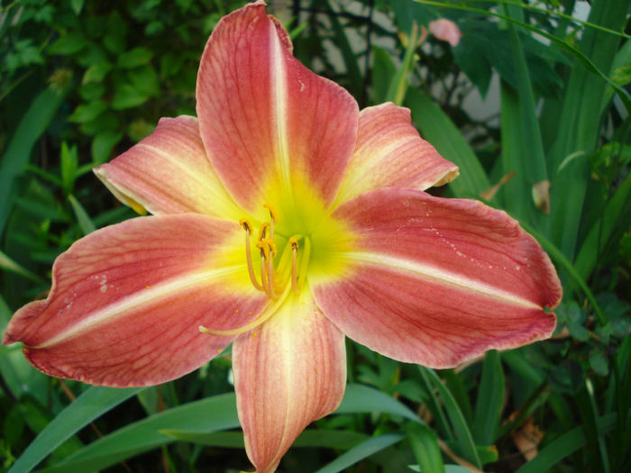 16. Cherry Point - HEMEROCALLIS