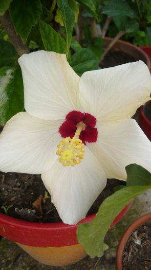 Picture 4418 - x 2013 Hibiscus rosa sinesis