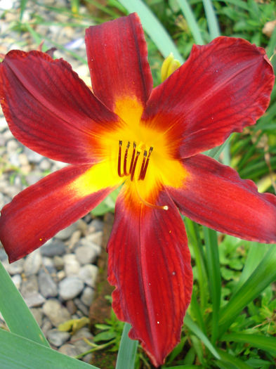 10. Carey Queen - HEMEROCALLIS