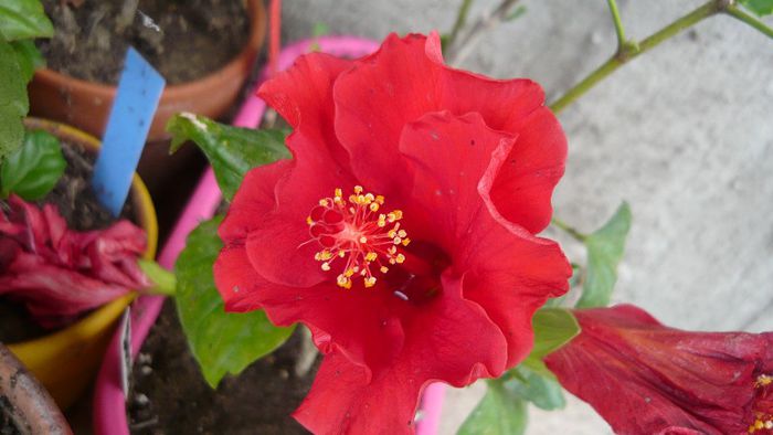Picture 4248 - x 2013 Hibiscus rosa sinesis