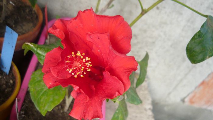 Picture 4295 - x 2013 Hibiscus rosa sinesis