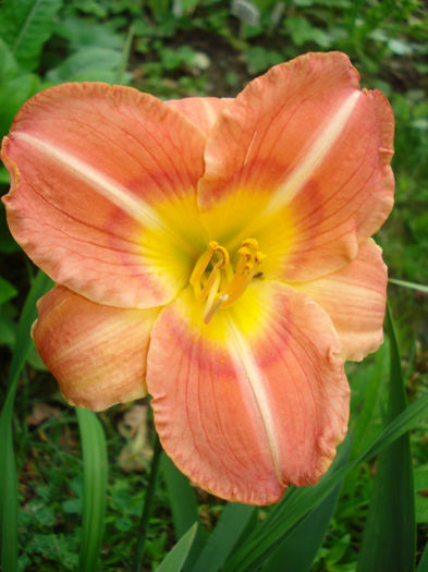 32. Fiesta Fling - HEMEROCALLIS