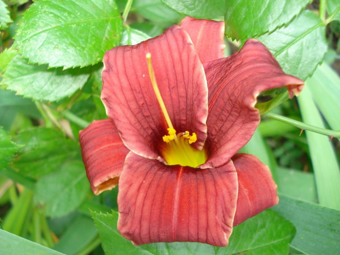 42A. Littel Grapette - HEMEROCALLIS