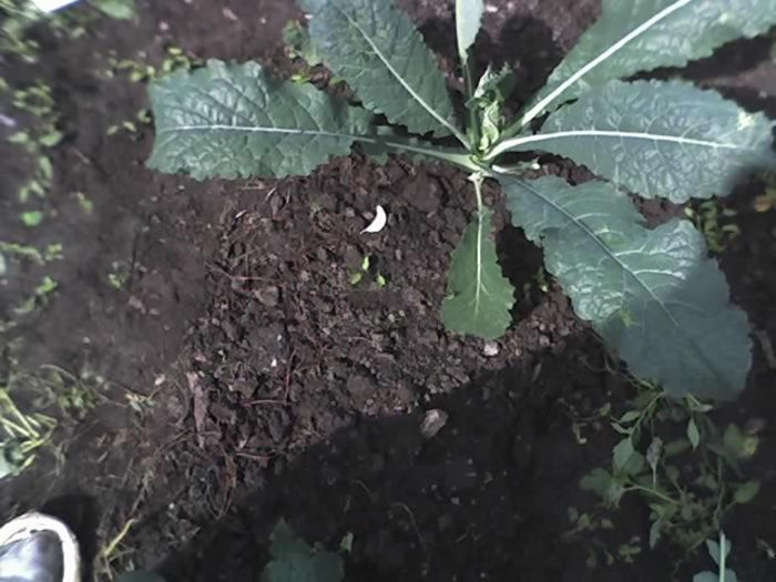 28-06-13_varza kale