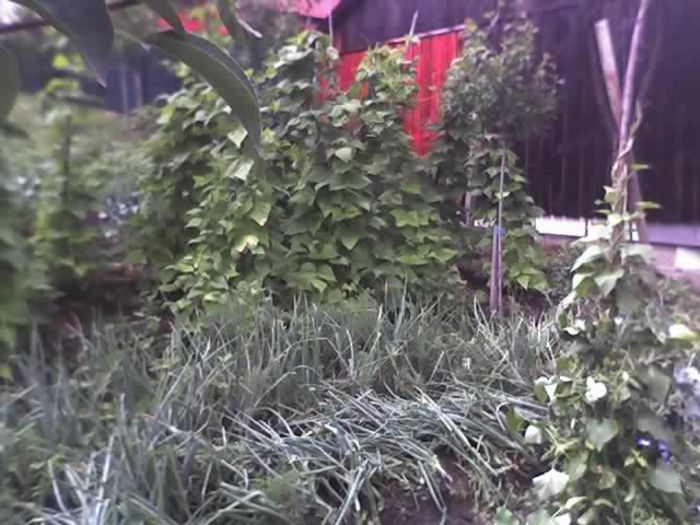 28-06-13_1527 - PRIN GRADINA -2013