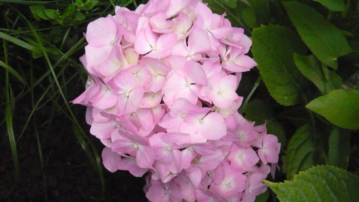 Picture 4213 - hortensia