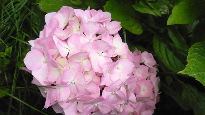 Picture 4214 - hortensia