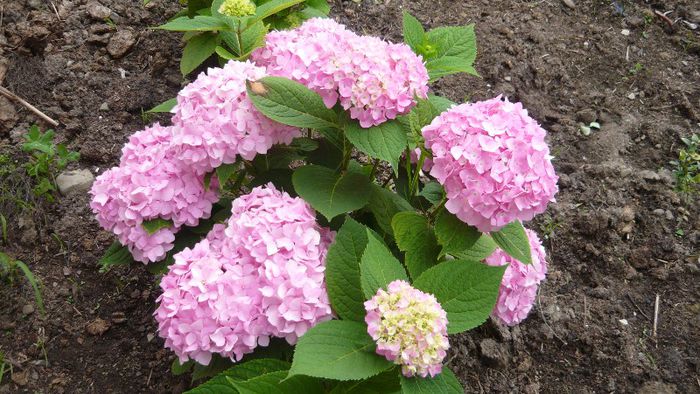 Picture 4422 - hortensia