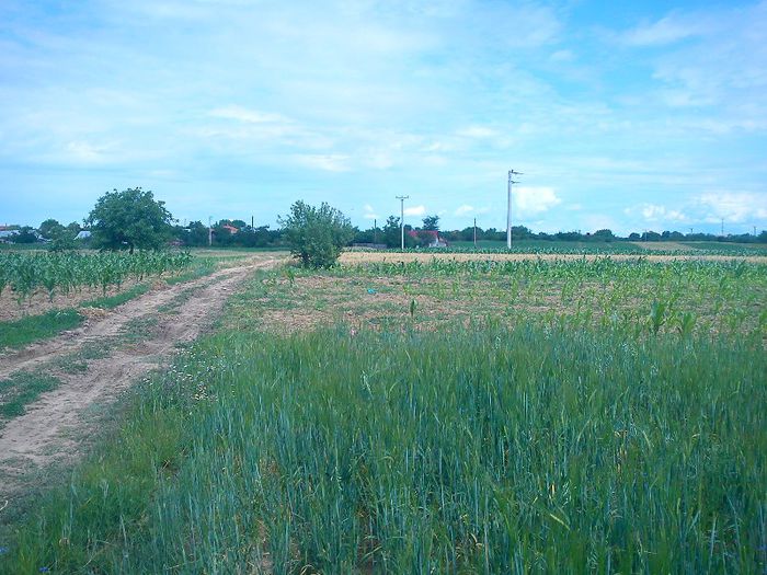 teren osica1 - plante 2013