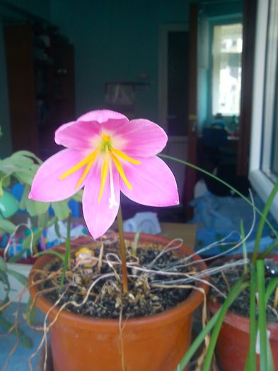 floare1