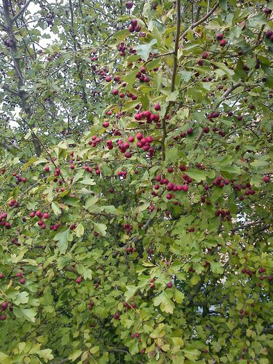 fructe paducel in copac