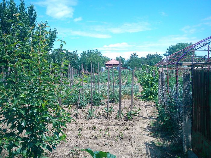 gradina - plante 2013