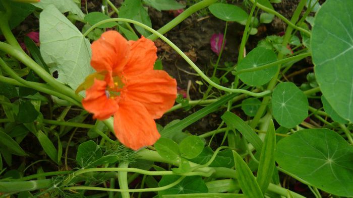 Picture 4277 - Mirajul verii