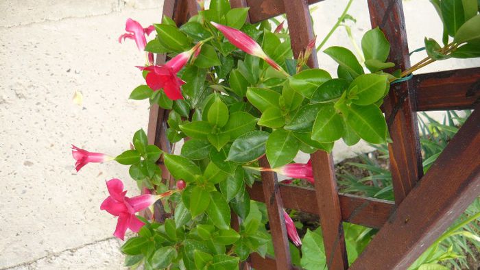 Picture 4289 - Mirajul verii