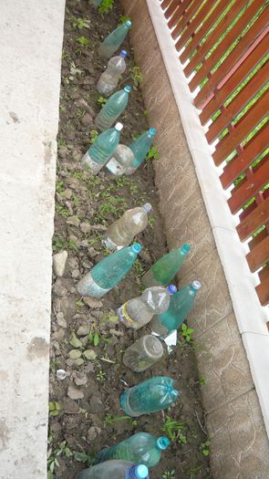 Picture 4361 - Mirajul verii