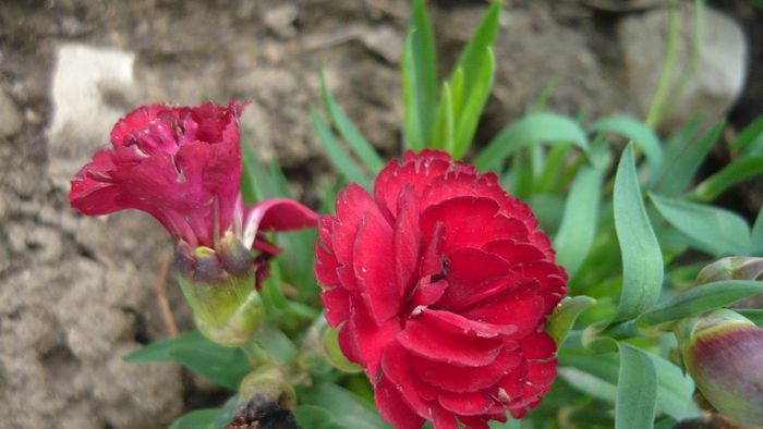 Picture 4407 - Mirajul verii