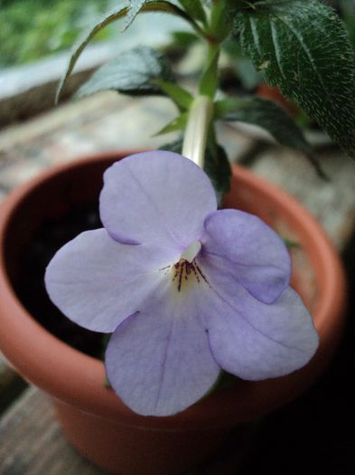 Erik Blue - 30 iunie