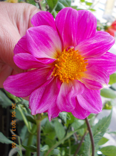 30 iunie 2013-flori 001 - iunie 2013-flori a