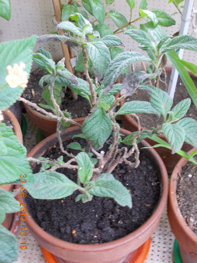 heliotropium/ vani-lia - iunie 2013-flori a