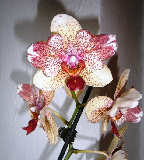 Phalaenopsis Maya peloric